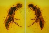 Detailed Fossil Wasp (Hymenoptera) In Baltic Amber #145498-1